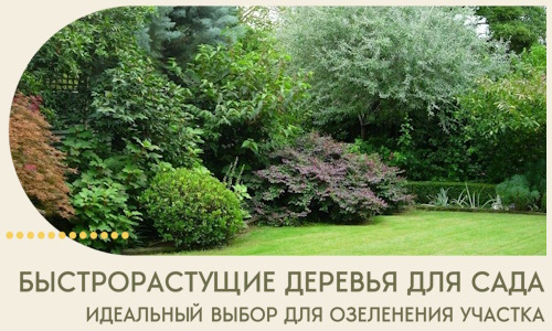 Быстрорастущие деревья для сада идеальный выбор в Нефтеюганске