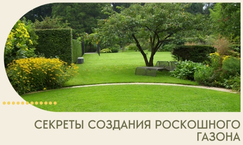 Секреты создания роскошного газона в Нефтеюганске