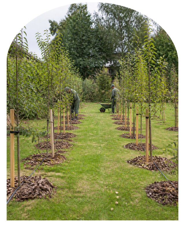 Плодовый сад под ключ в Нефтеюганске от 7626 р. | Метпроект-Нфт
